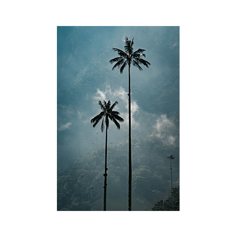Wax Palm trees in Salento