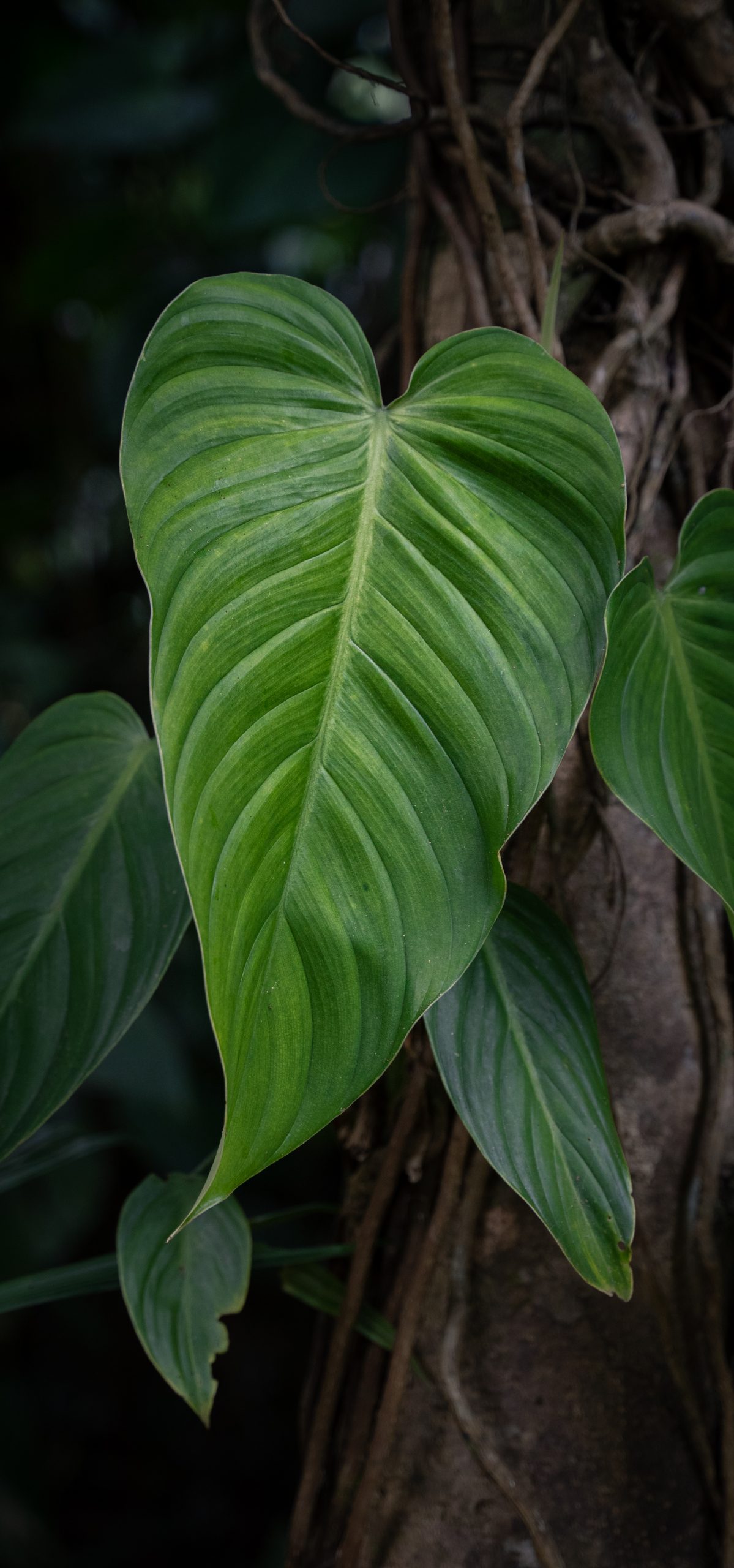 Philodendron