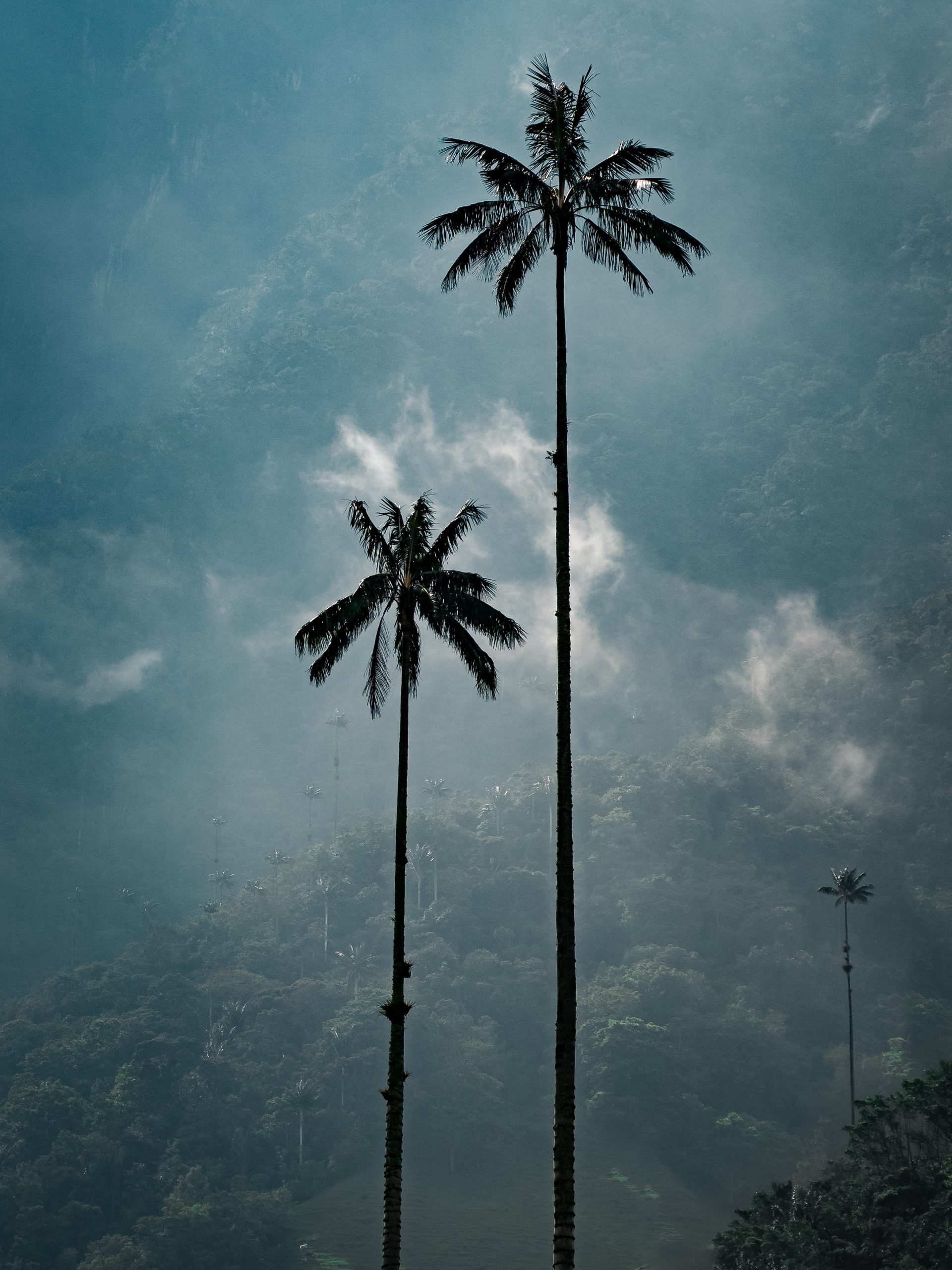 Wax Palm Trees Salento